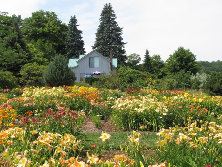 Nottawasaga Daylilies